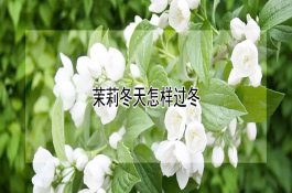 冬春茬黄瓜萎蔫是怎么了