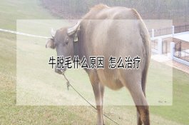 丝瓜的栽培管理要点