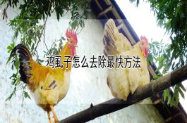 西兰花的管理妙招