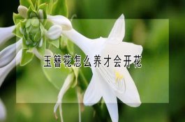 “养生茶”枸杞茶的功效与作用有哪些（能够改善睡眠吗）
