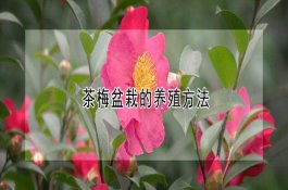 甘肃《中央财政农业