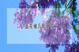 附子理中丸可治疗什么疾病（服用附子理中丸需注意什么）