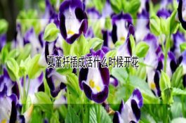 梨树不结果怎么办