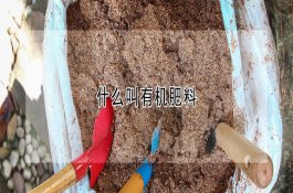 雨后棉花吐絮期的管理