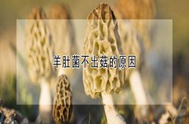 棉花吐絮期的有效管理方法