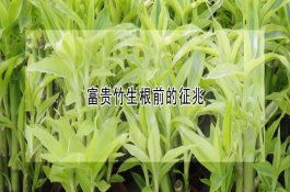 麦套花生优质高产有妙方
