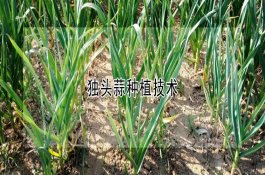 提高苹果着色度的妙招