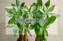 中筋小麦的高产栽培技术