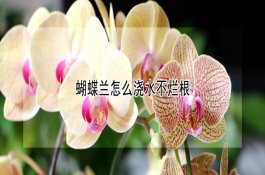 如何应对桃树流胶病