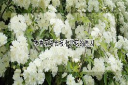 养猪经验不可靠(1)