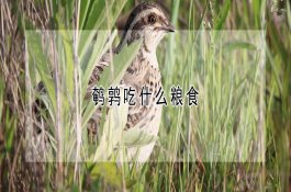 棚室芹菜的科学栽培方法