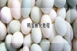 洋葱酸皮病的药剂防治法