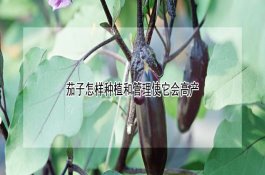 茄子怎样种植和管理使它会高产