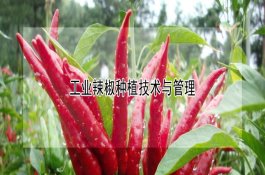 麦田怎么用水肥