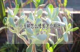 小白菜菜粉蝶如何用药防治