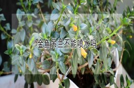 花生饱果成熟期怎样进行管理