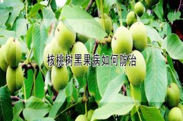 核桃树黑果病如何防治 核桃树黑果病如何防治