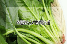 “小型护卫犬”柯基好养吗？