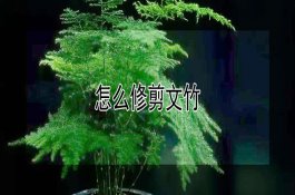 怎么修剪文竹 怎么修剪文竹