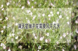 满天星做干花需要风干几天