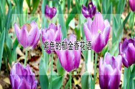 十种疾病可致猪发生猝死现状