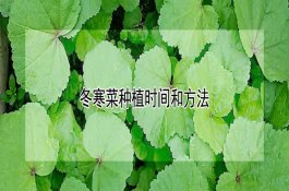 棉花蕾期注意事项