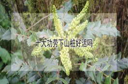 预防小麦病害可用三唑类药拌种