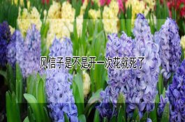 肉苁蓉产地在哪儿（一