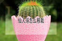 菊薯属天山雪莲果孕妇能吃吗（有什么功效与作用）