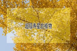 高粱花叶病的症状及防治