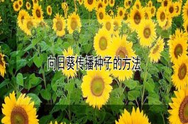 樱花树苗价格多少钱一株（它和樱桃树有什么区别）