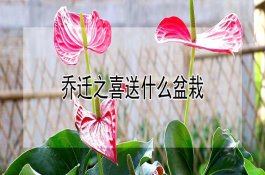 乔迁之喜送什么盆栽 乔迁之喜送什么盆栽