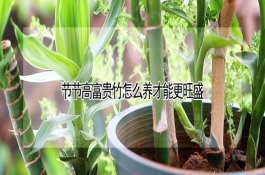 节节高富贵竹怎么养才能更旺盛 节节高富贵竹怎么养才能更旺盛