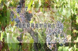 怎样防治荔枝瘿螨