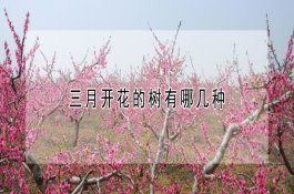 如何用药应对板蓝根病虫害