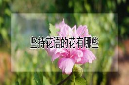 柿子生虫怎么办