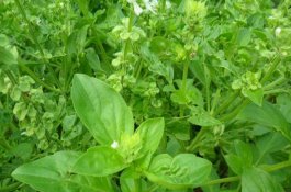 猪传染病-细菌性白痢治疗