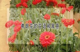冬季养猪的九要领（下）
