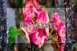 如何有效防治菜豆常见病害