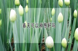 胆小怕惊的垂耳兔怎么养？