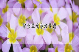 仔猪黄痢的预防措施