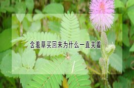 “观赏鱼”银龙鱼养殖方法介绍！456