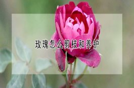玫瑰怎么剪枝和养护
