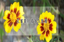 黄芪白粉病的科学防治法