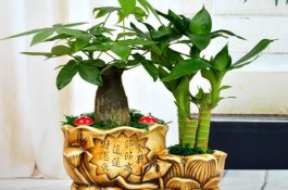 养发财树有什么好处（发财树的功效与作用）