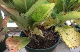 圣女果是转基因的吗（和西红柿有什么区别）