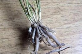 文竹烂根怎么办（文竹烂根的处理方法）