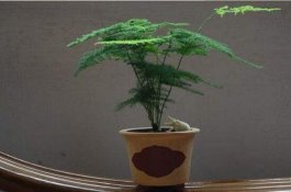 文竹怎么施肥（文竹施什么肥料好/氮肥为主）