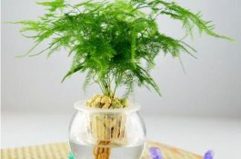 延长茄子采收期要及时追肥