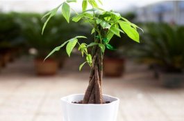 栽培早秋菠菜的要点